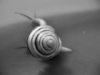 snail black white