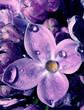 lilac flower 