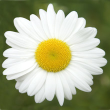 Margueritte