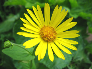 Wall Mural - doronicum