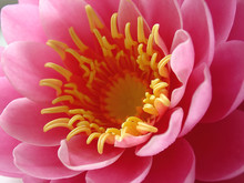 Pink Water Lily - Macro
