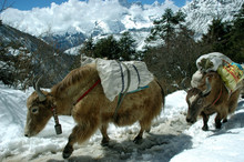 Yaks In The Himalayas