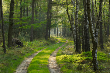 in the forest