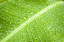 Water On Leaf