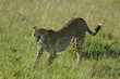 guépard femelle baillant