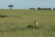 guépard plaine du masai mara