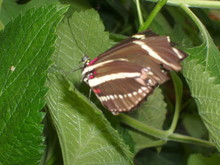 Gray Butterfly On Green Leaf