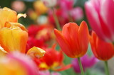 tulpen