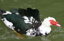 Moscovy Duck