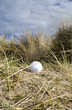 golf ball in dunes 3