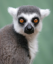Ring Tailed Lemur Stare