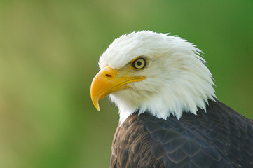 Wall Mural - bald eagle