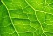 © Wolfgang Zintl - leaf close up