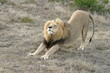 lion stretching