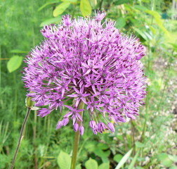 allium