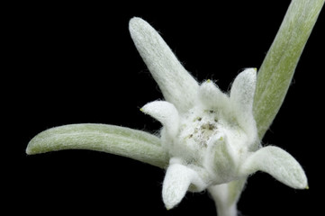 silver edelweiss