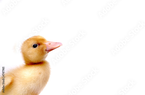 Foto-Plissee - baby ducky (von Route66Photography)
