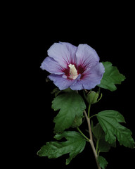 Wall Mural - hibiskus freigestellt auf schwarz