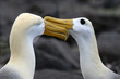 parade nuptiale des albatros des galapagos