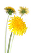 canvas print picture - dandelions (taraxacum officinale)