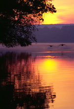 Canada Geese Landing On Lake At Sunrise
