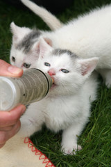 Wall Mural - small kitten being fed by bottle