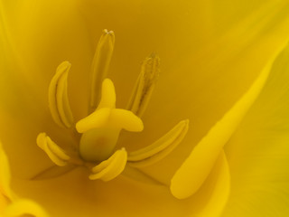 macro - flowers - yellow tulip interior