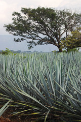 agave