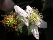 Blackberry And Flower
