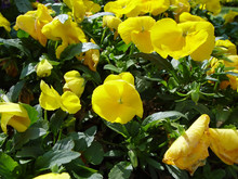 Yellow Pansies Heartsease