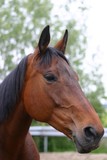 Fototapeta Konie - bay horse portrait