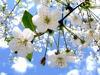 Fototapeta kwitnąca gałąź wiosną