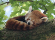 red panda asleep
