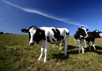 Wall Mural - danish cows