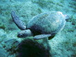 life under water, hawksbill turtle
