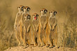 canvas print picture suricate family