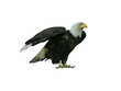 american bald eagle isolated