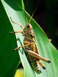 southern lubber grasshopper