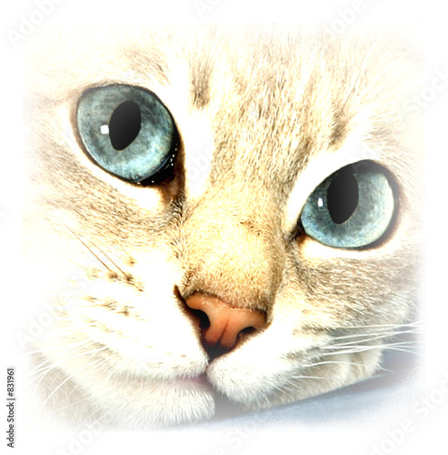 Wasserabweisende Stoffe - cat eyes (von JoJo)