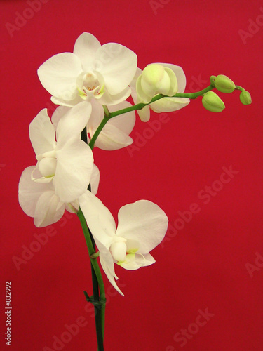 Naklejka - mata magnetyczna na lodówkę orchide