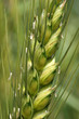 wheat plant close up