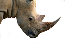 Isolated Rhinoceros Head