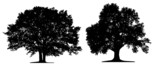 Fototapeta  - trees isoleted on white background