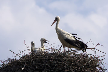 storchennest