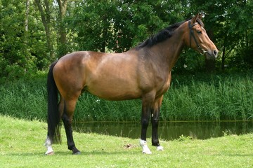 Wall Mural - horse portrait