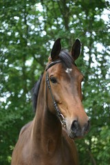 Wall Mural - bay horse