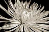 sepia chrysanthemum