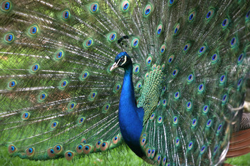 Canvas Print - blauer pfau