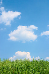 green grass and beautiful blue cloudy sky.