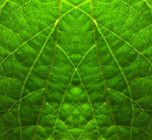 Green Leaf Texture 2